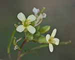 Common dogmustard